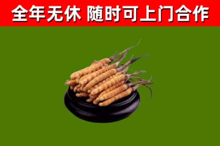 正宁烟酒回收冬虫夏草.jpg